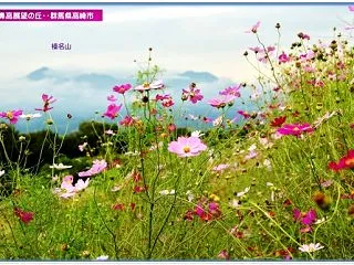 季節の花・・・コスモス（秋桜）