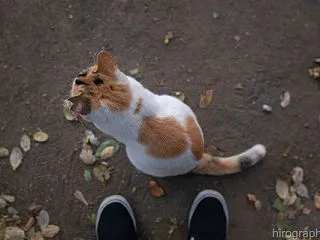 圧