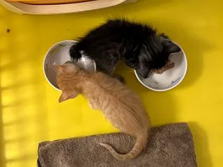 全員食べ始めました