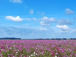宮ノ下コスモス広苑のコスモスか見頃です＠…