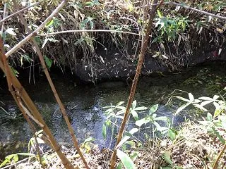 【渓流釣り】なんかいた(小声)