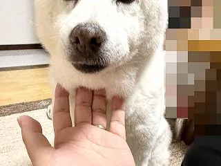 あごにく