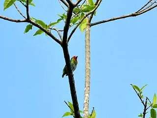 ヒノドゴシキドリ（スリランカ探鳥）