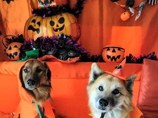 すずちゃんの ハロウィン服を 作った(?…
