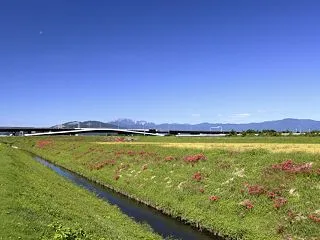 彼岸花 その８