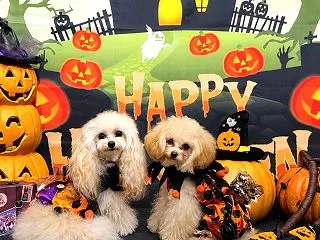 Halloweenのお洋服♡いただきまし…
