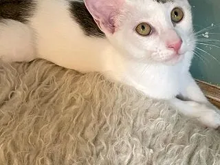 やたろうくん、トライアルが決まりました❣…
