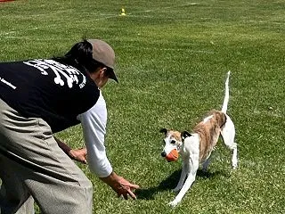 ウィペットひまわりDSE鹿島大会チャレン…