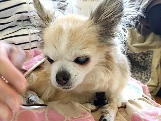 いつもの動物病院へ
