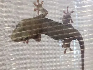 本日のヤモリです。2303日目