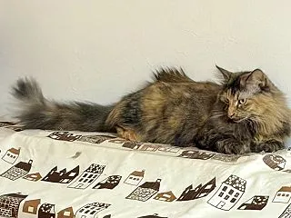 １０月２１日 ココナツも遊びたい