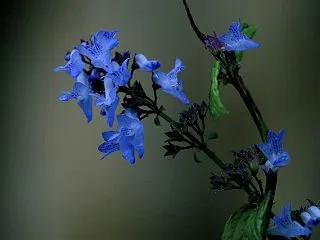 ヤマハッカ