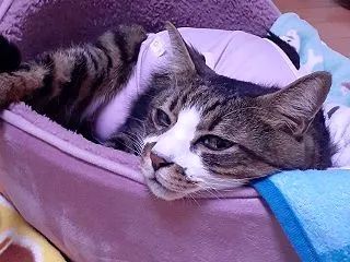 【がん】がんは慢性炎症が生じた、原因を取…