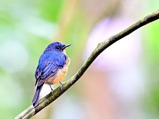 ボルネオ野鳥紀行2026年 その4 トゥ…