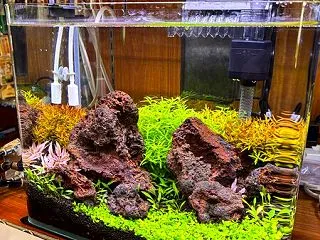 NEWお持ち帰り水草レイアウト登場！！