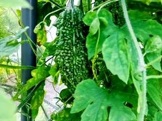 秋まで頑張ったゴーヤ！収穫するか悩んでい…