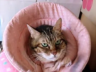 家の猫さん