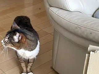 母猫ちゃん＆モモタの投薬