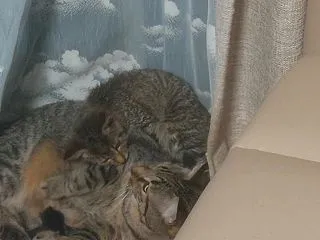 保護猫4日目
