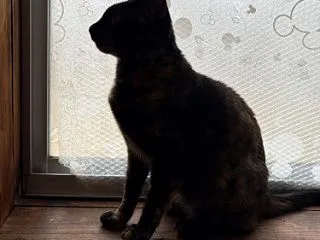 シルエット