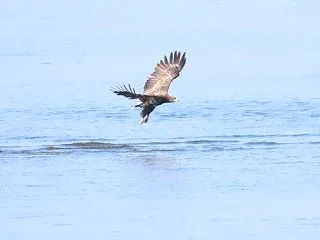 オジロワシの飛翔