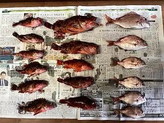 カサゴと真鯛
