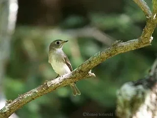 コサメビタキ 黒目くりくり