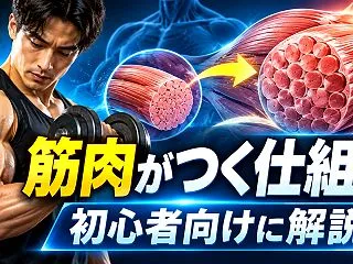 筋肉がつく仕組みとは？筋肥大のメカニズム…