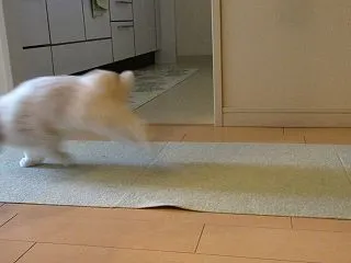 弾けるとまと