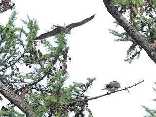 チゴハヤグサ雄と第二子の枝着地