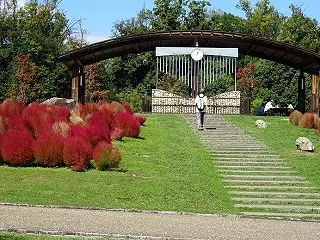 馬見丘陵公園のコキア