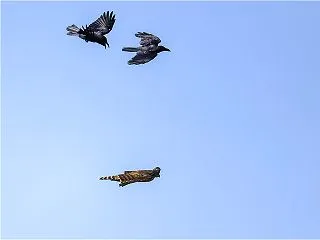クマタカ