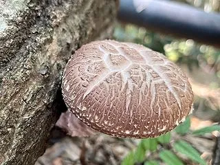 今が旬！原木椎茸