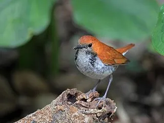 アカヒゲ