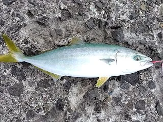 積丹ヤリ偵察とさよなら小樽南防