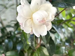 サザンカ（山茶花）が咲きました