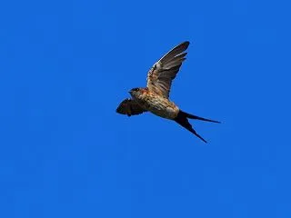 大川の上空を飛ぶ！コシアカツバメ達！ ま…