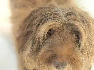シニア犬のまぶたにできもの。マイボーム腺…