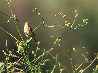 コセンダングサに ＾＾