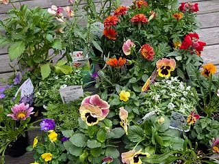 秋のお花
