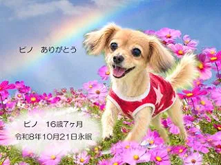 天使 ピノ君
