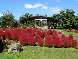 馬見丘陵公園のコキア