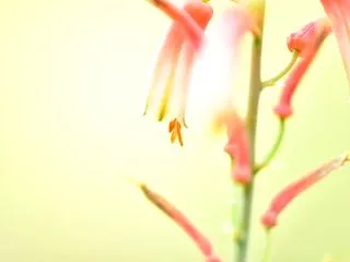 かぼちゃの濃厚プリン
