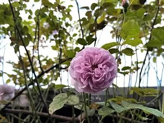 頭上で咲くバラ