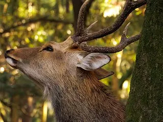 立派な角の雄鹿の横顔