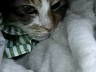 おとにゃと語らい