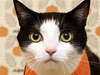 おしゃれなカボチャ柄の