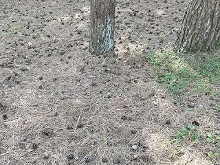 松林で感じる秋