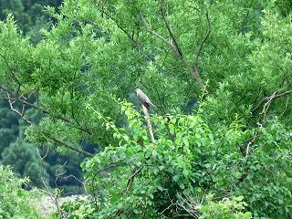 スープの森