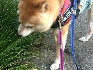 ２度目の朝散歩
